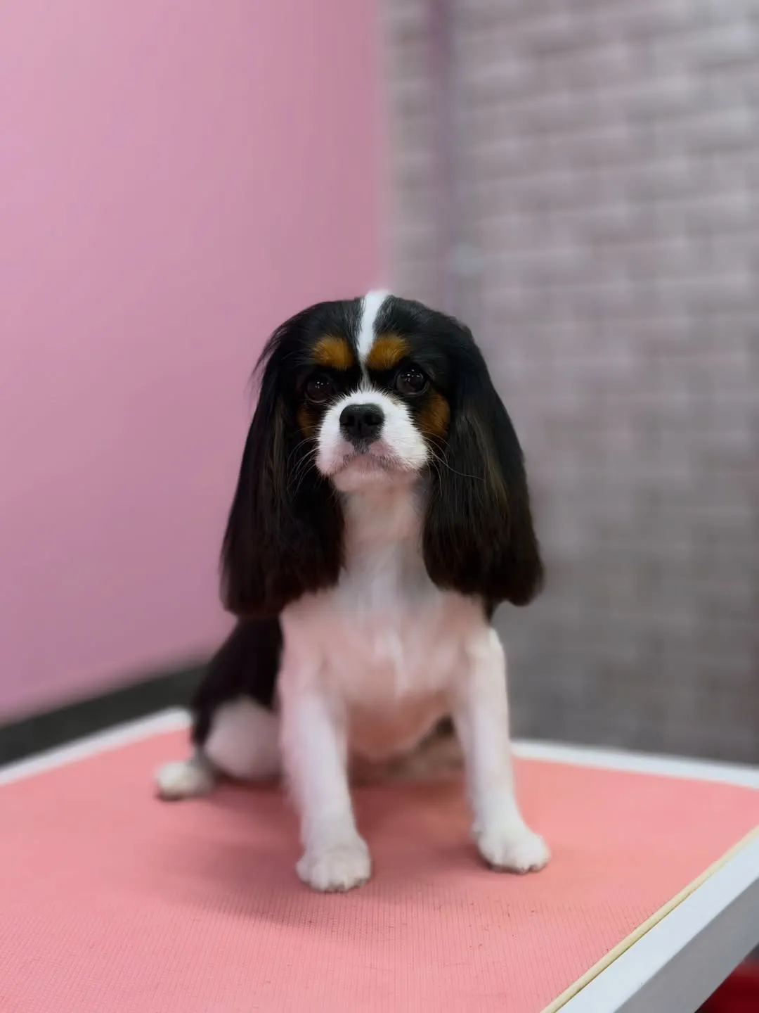 Trīskrāsains spaniels pēc kopšanas sēž uz rozā galda